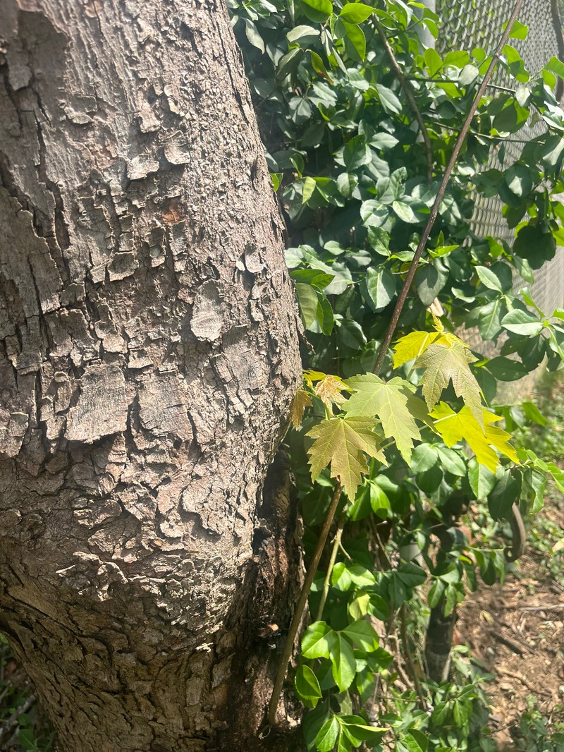Freeman Maple