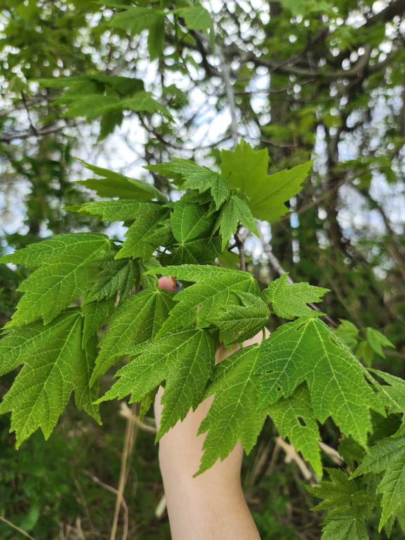 Freeman Maple photo 2