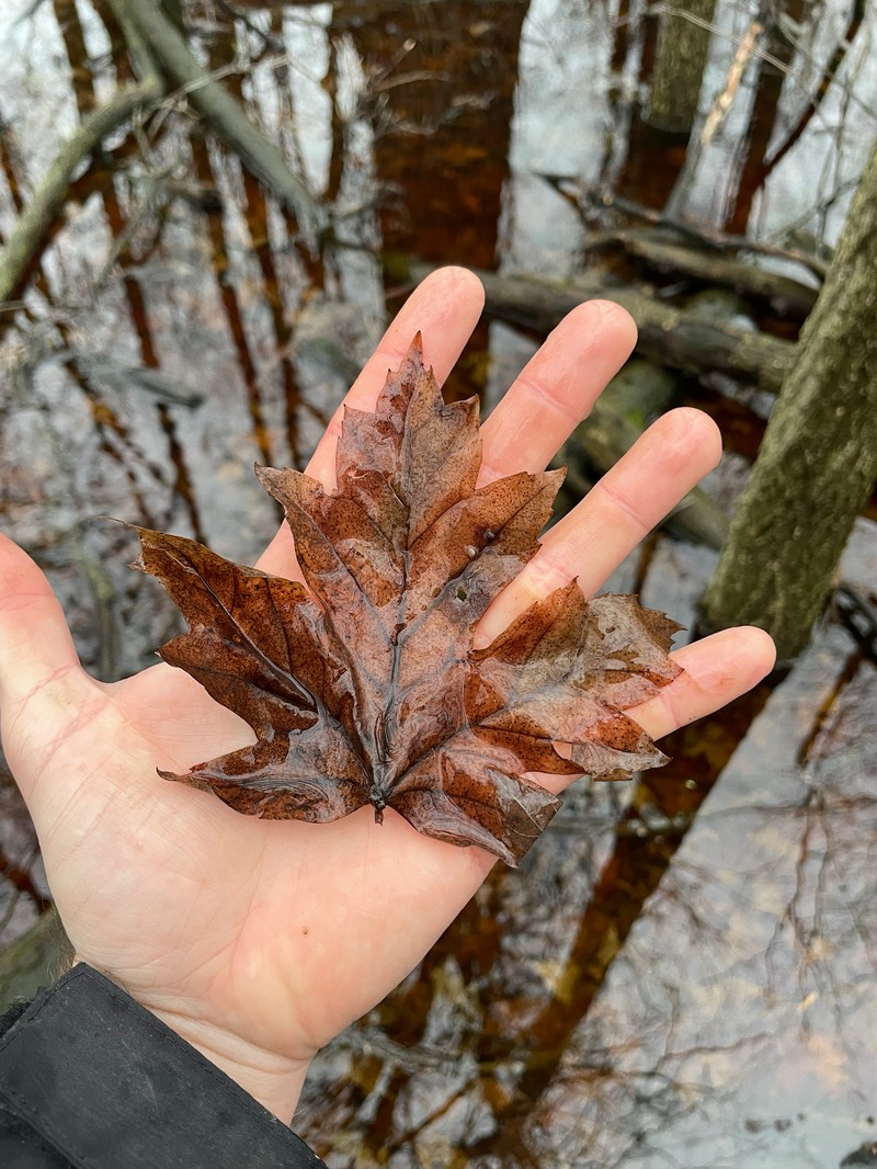 Freeman Maple photo 3