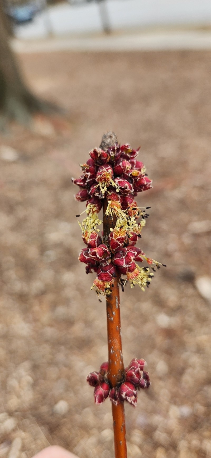 Freeman Maple photo 4