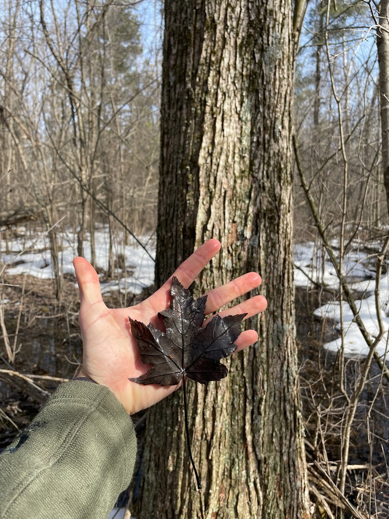 Freeman Maple photo 5