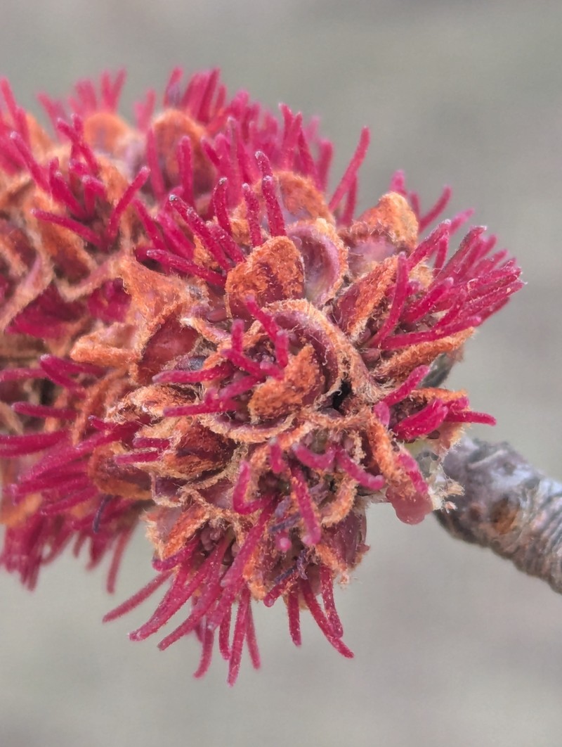 Freeman Maple photo 6