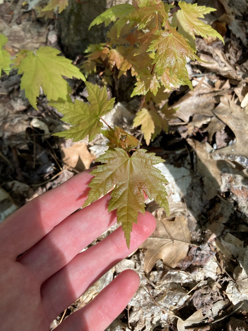 Freeman Maple photo 7