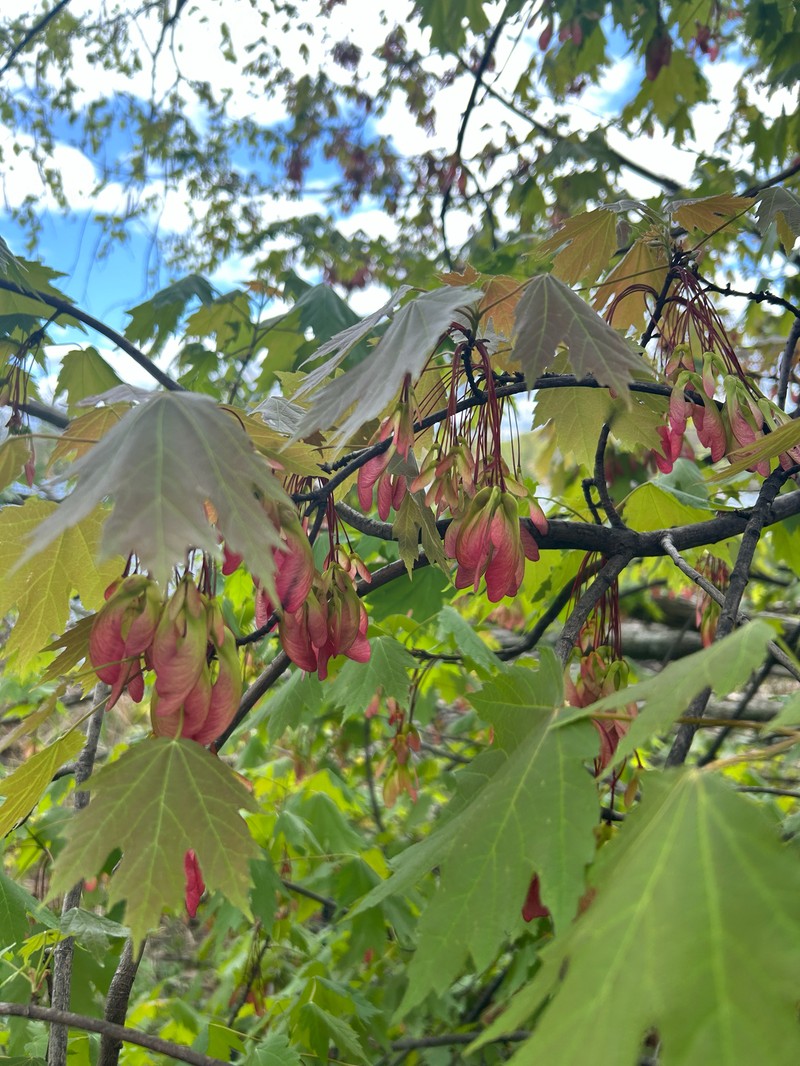 Freeman Maple photo 8