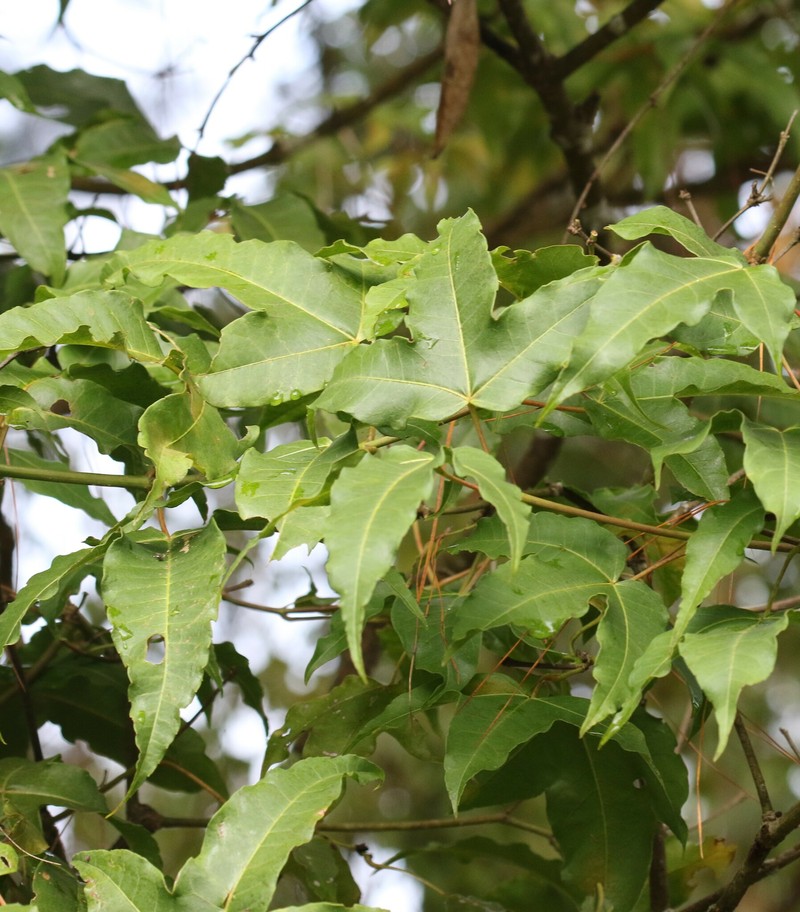 Acer × osmastonii