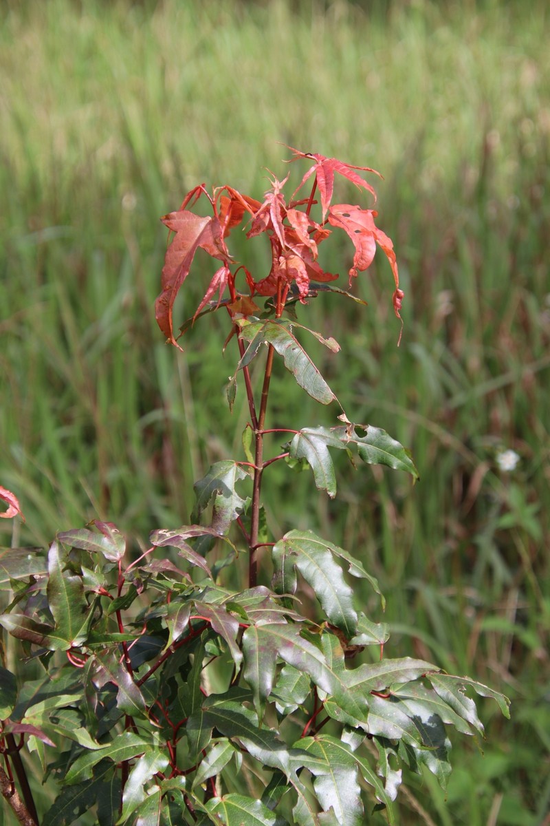 Acer × osmastonii photo 2