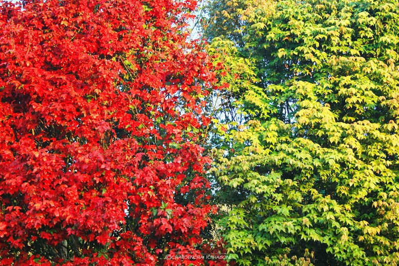 Acer × osmastonii photo 3