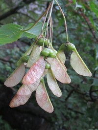 Acer acuminatum