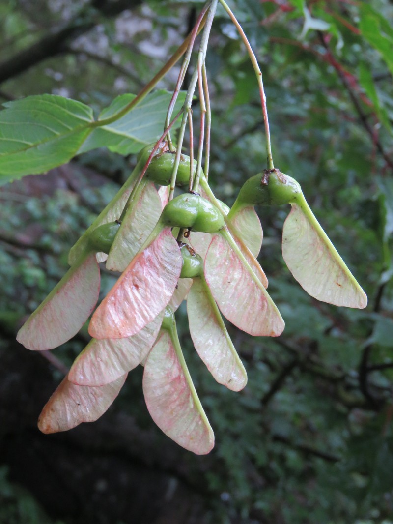 Acer acuminatum
