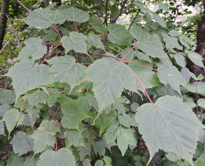 Acer acuminatum photo 2