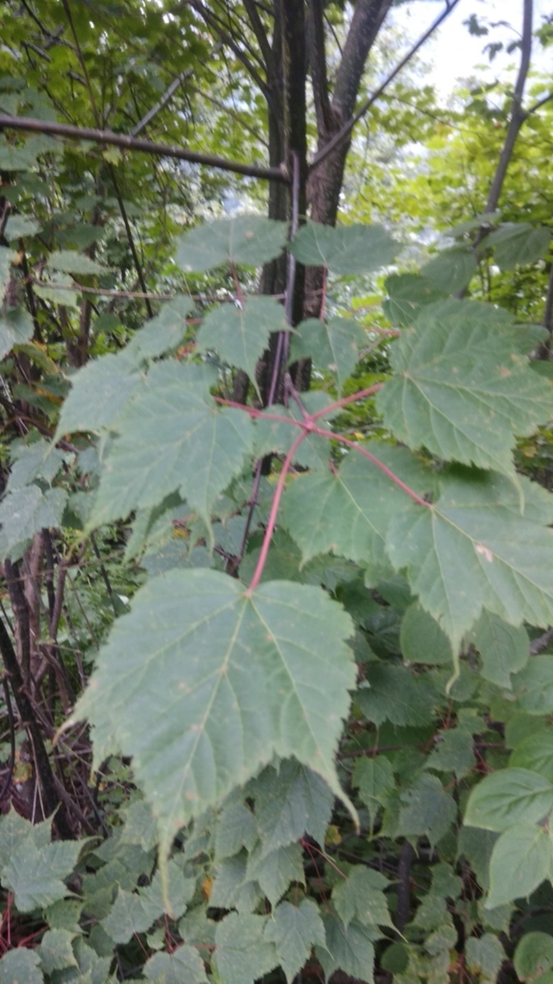 Acer acuminatum photo 4