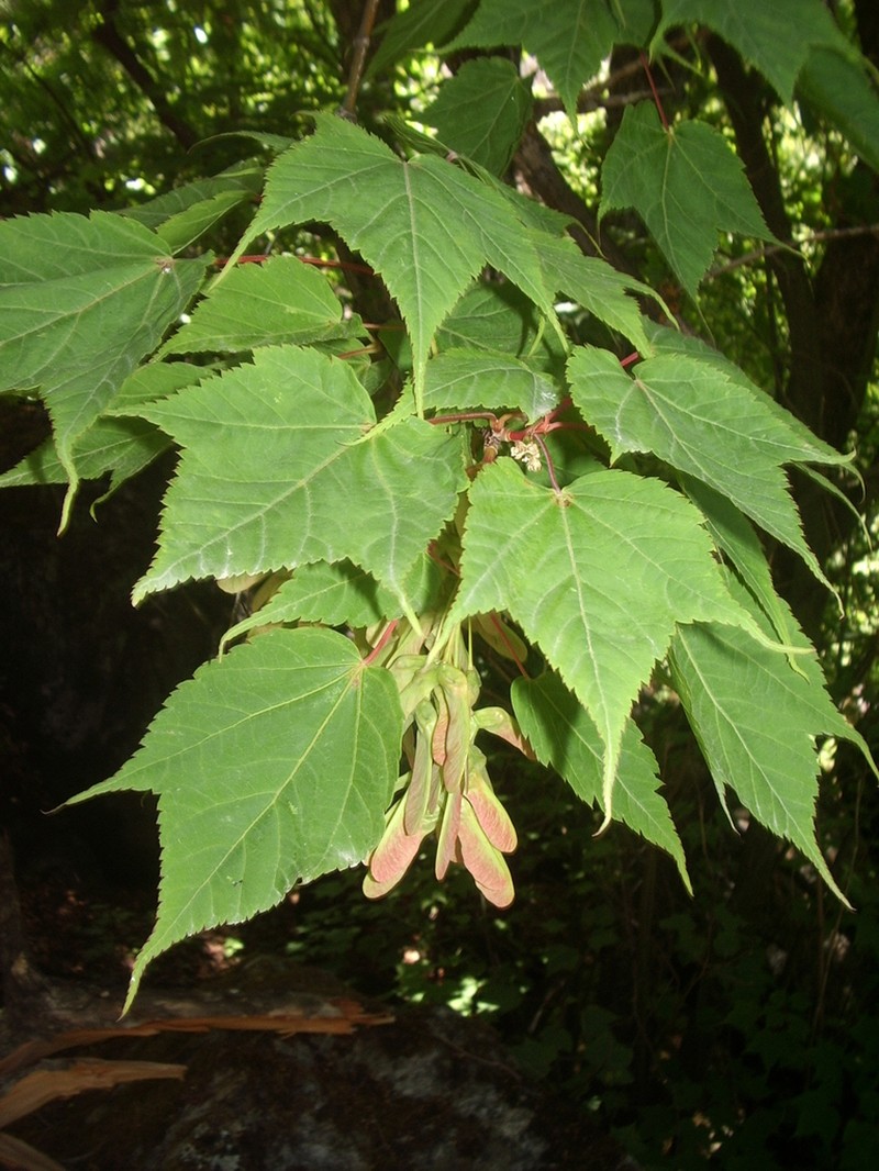 Acer acuminatum photo 5