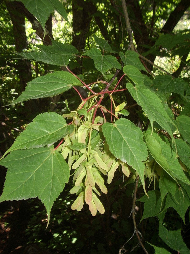 Acer acuminatum photo 6