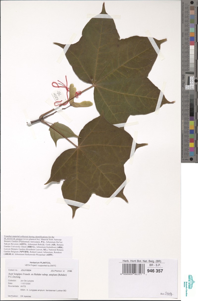 Acer acutum photo 7