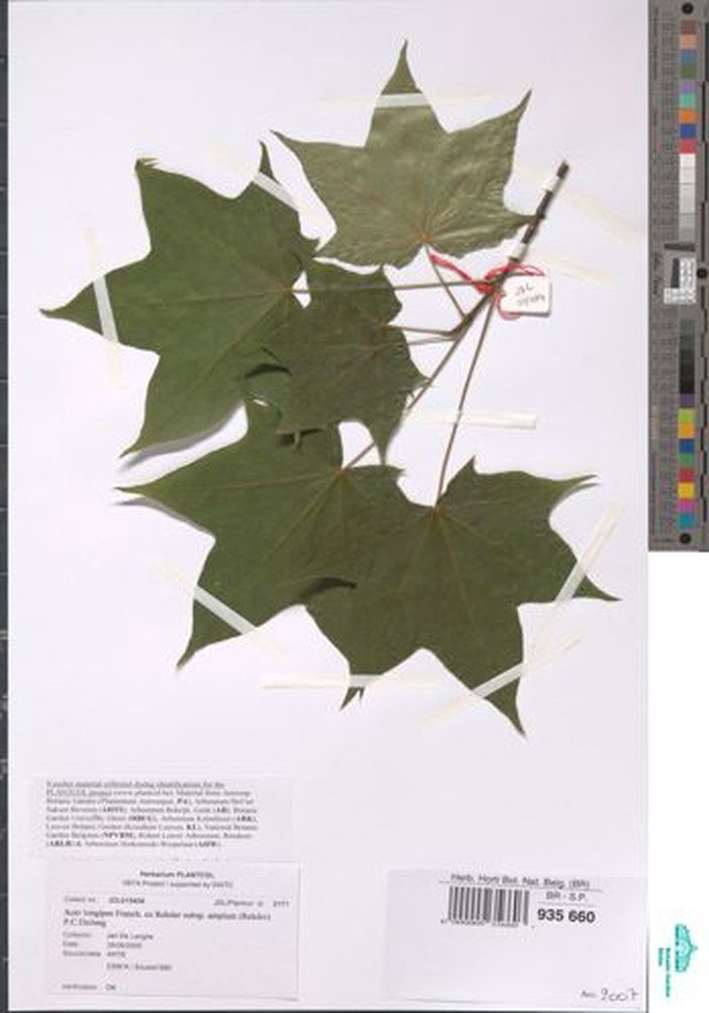 Acer acutum photo 8
