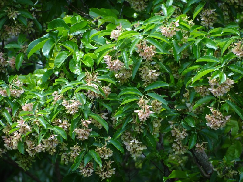 Acer albopurpurascens