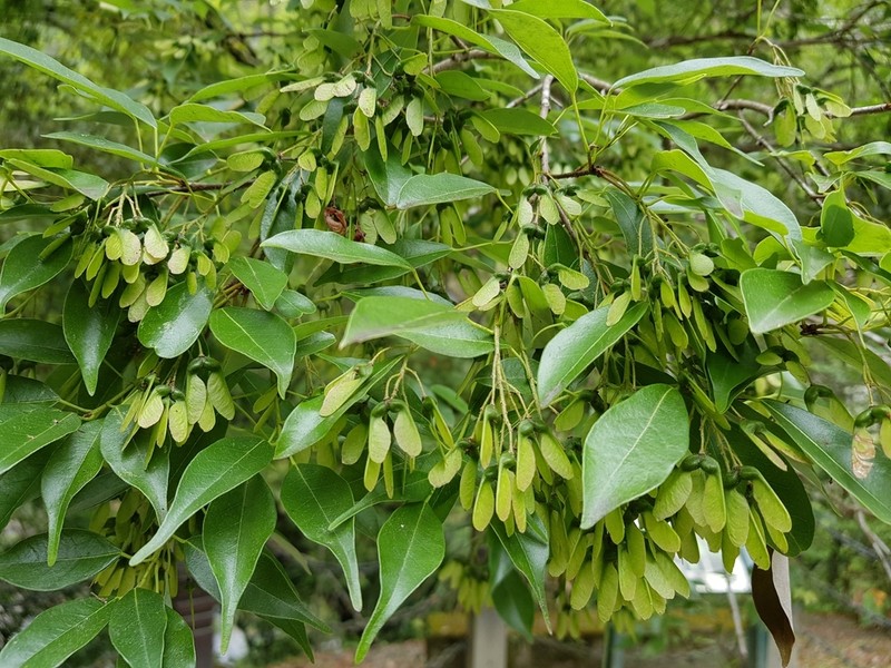 Acer albopurpurascens photo 2