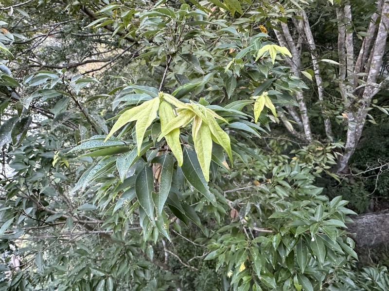 Acer albopurpurascens photo 3