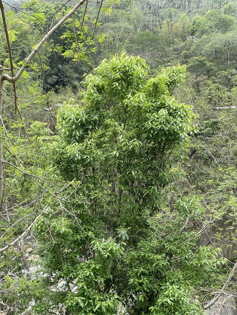 Acer albopurpurascens photo 4