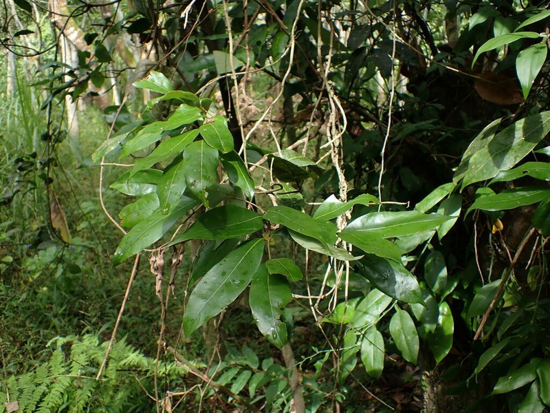 Acer albopurpurascens photo 6