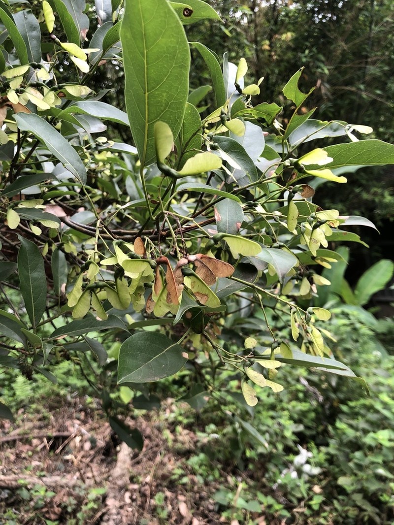 Acer albopurpurascens photo 7