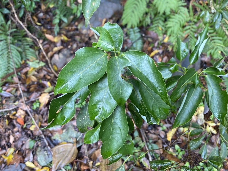 Acer albopurpurascens photo 8