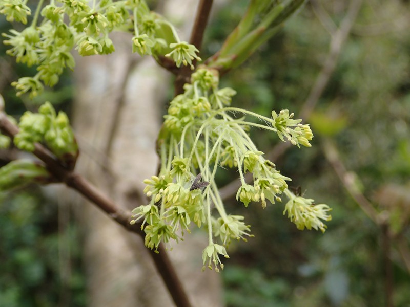 Acer amamiense