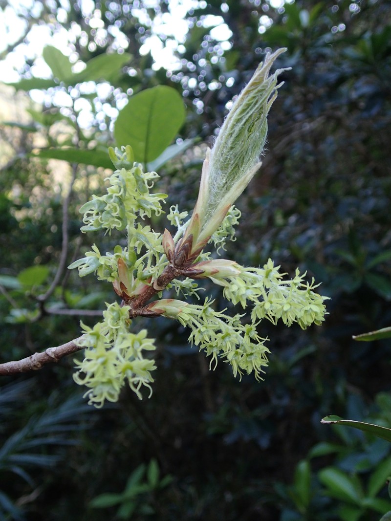 Acer amamiense photo 5
