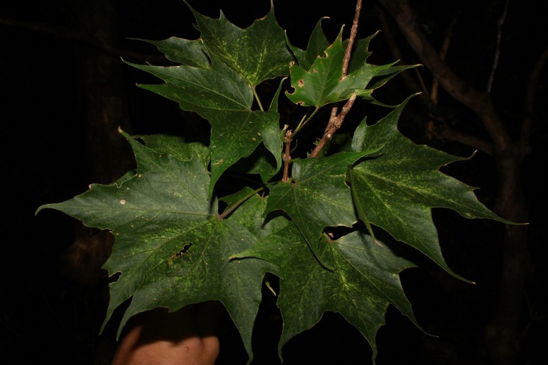 Acer amamiense