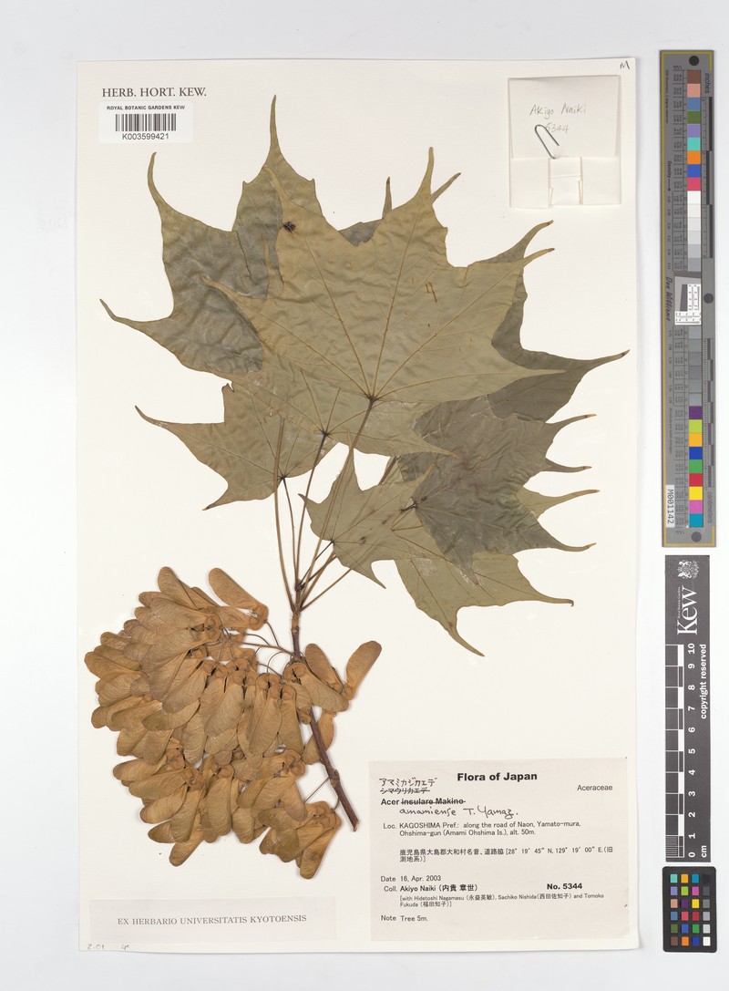 Acer amamiense photo 2