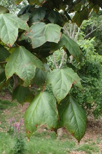 Acer amplum