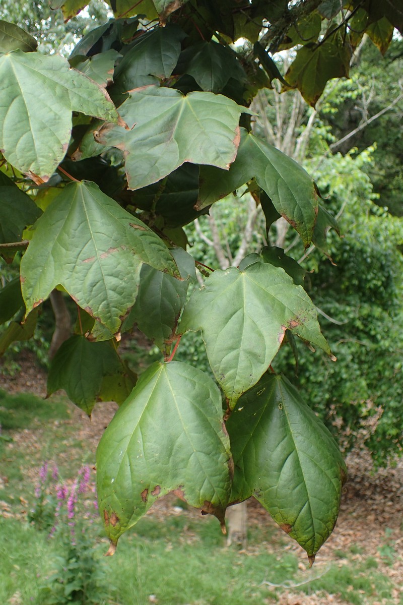 Acer amplum