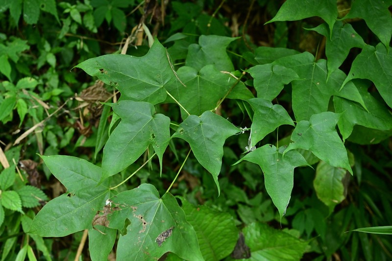 Acer amplum photo 2
