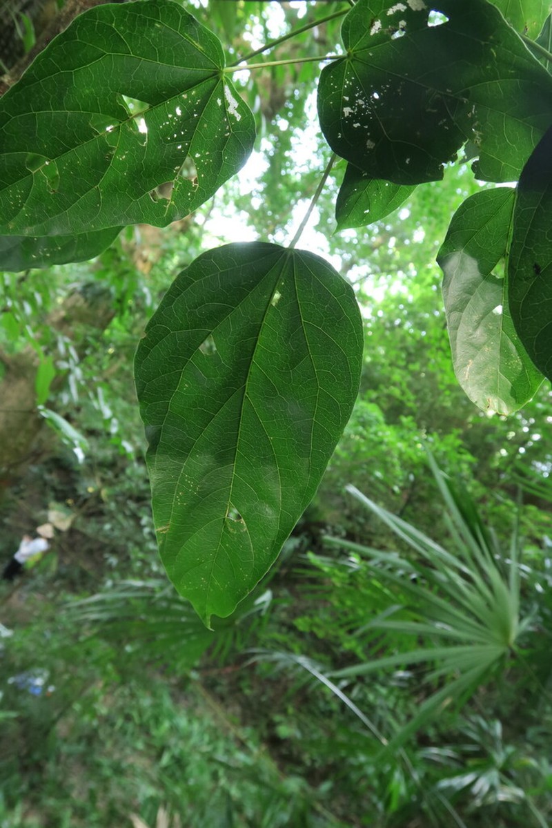 Acer amplum photo 3