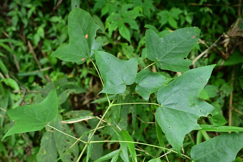 Acer amplum photo 4