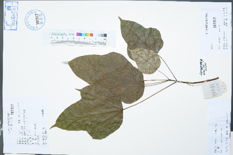 Acer amplum photo 7