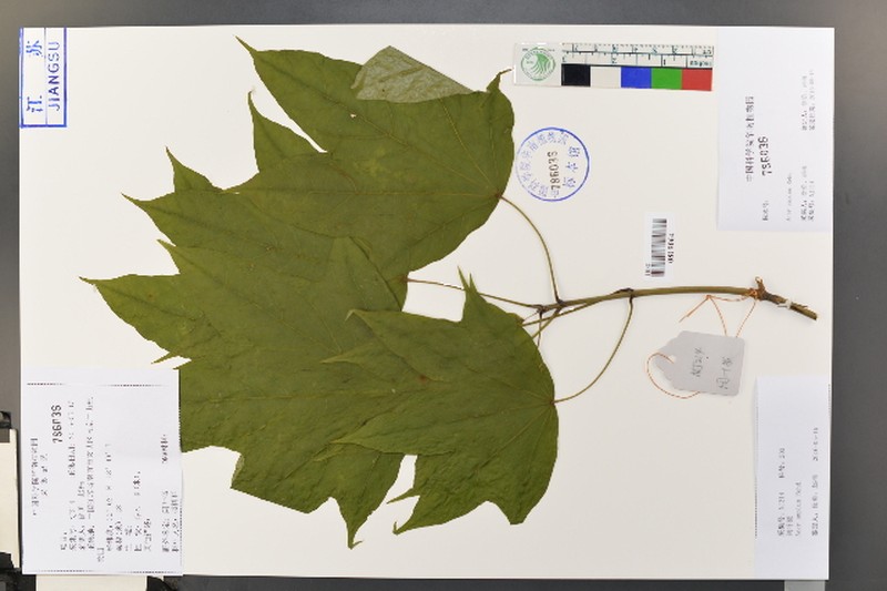 Acer amplum photo 8