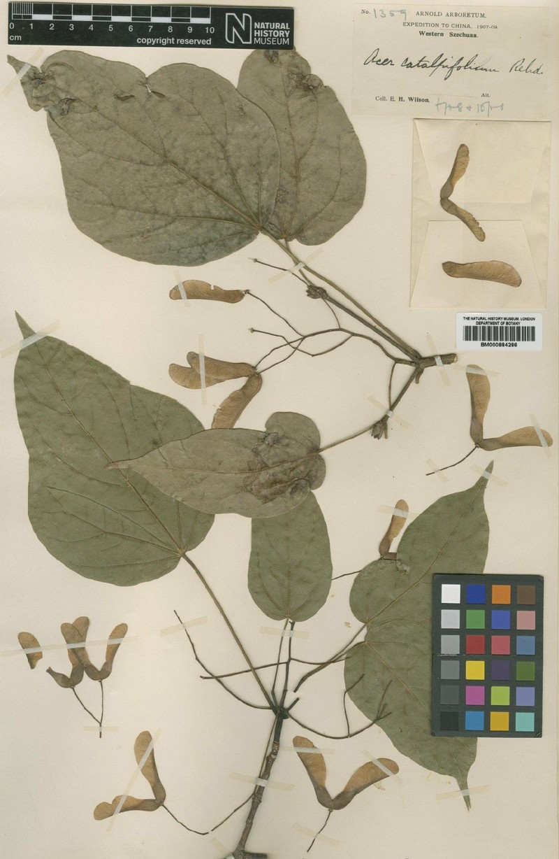 Acer amplum subsp. catalpifolium photo 3