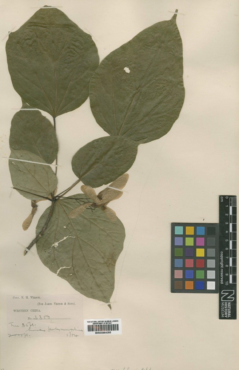 Acer amplum subsp. catalpifolium photo 4