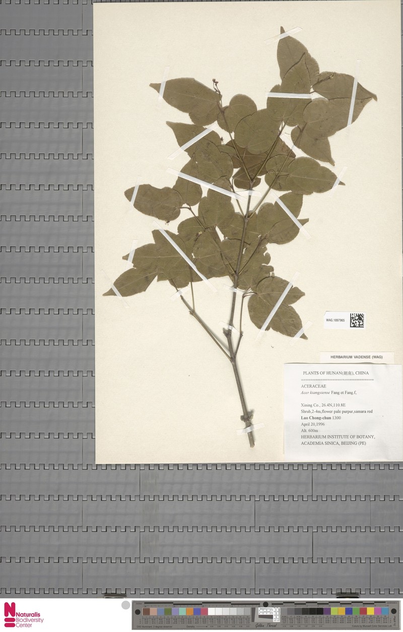 Acer amplum subsp. tientaiense