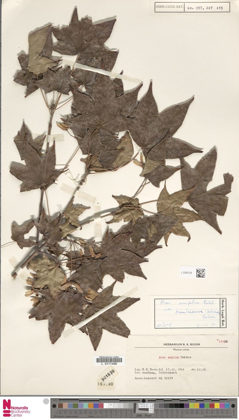 Acer amplum subsp. tientaiense photo 2