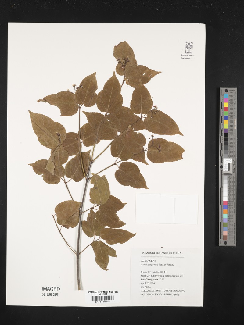 Acer amplum subsp. tientaiense photo 3