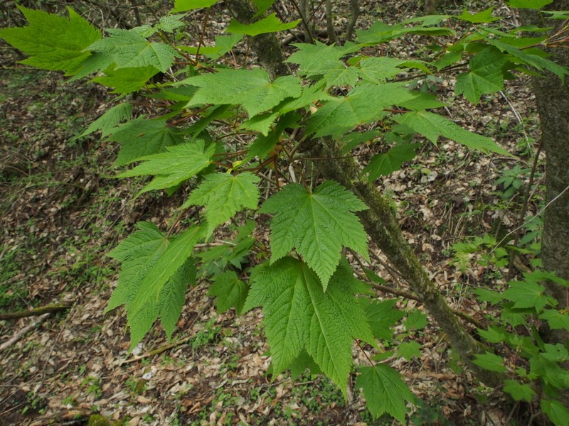 Acer argutum photo 2