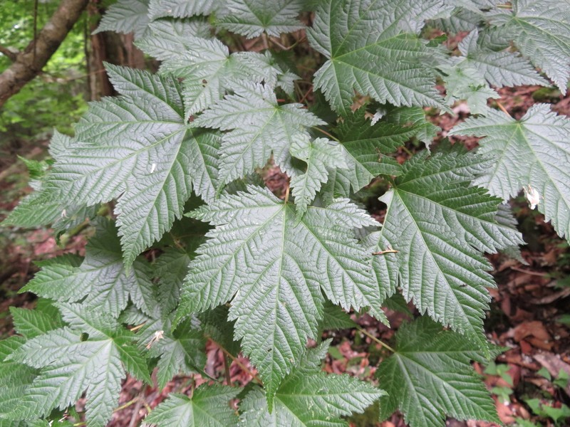 Acer argutum photo 3