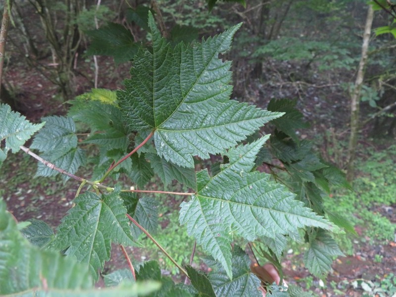 Acer argutum photo 4