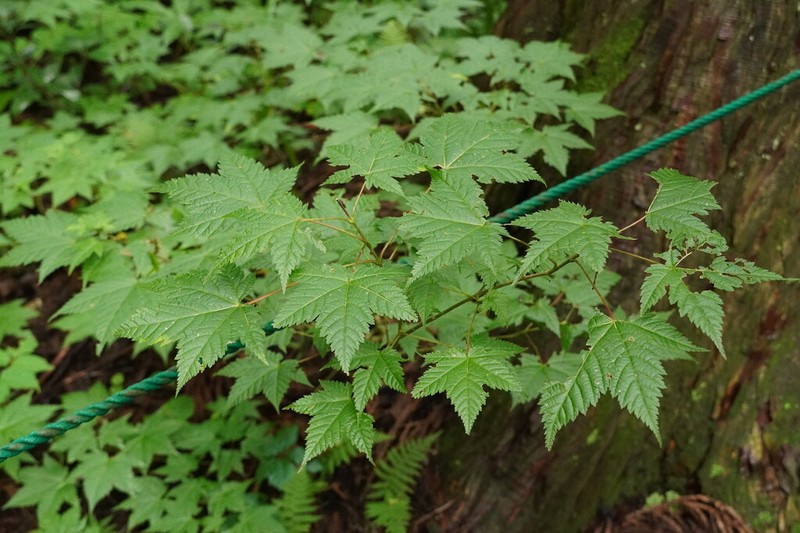 Acer argutum photo 5