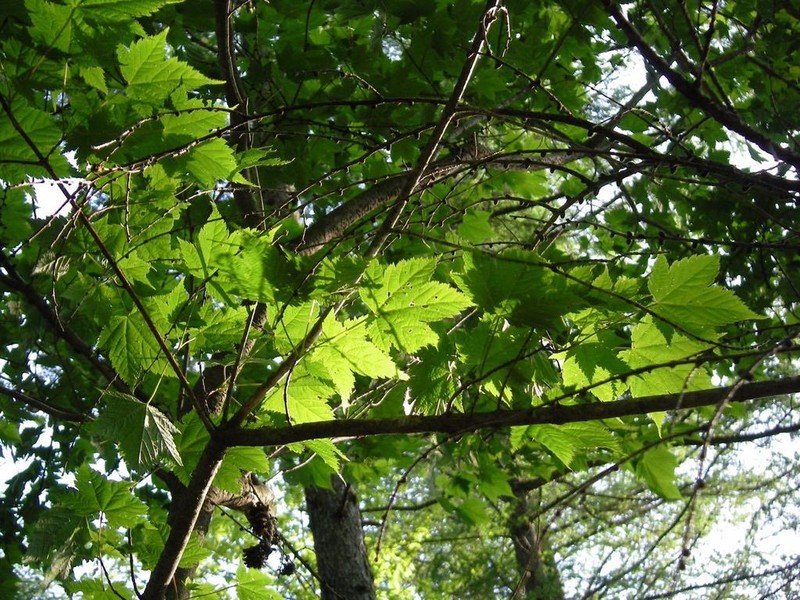 Acer argutum photo 6