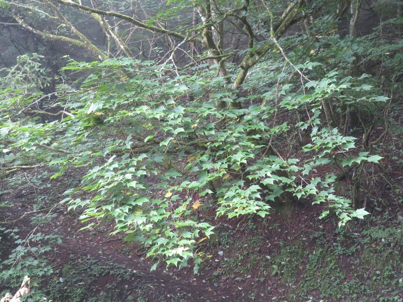 Acer argutum photo 8