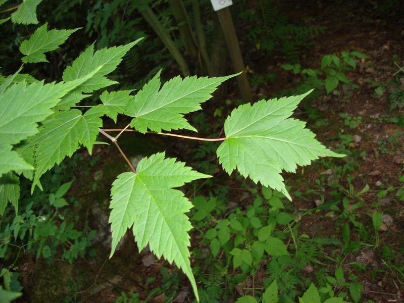 Acer barbinerve