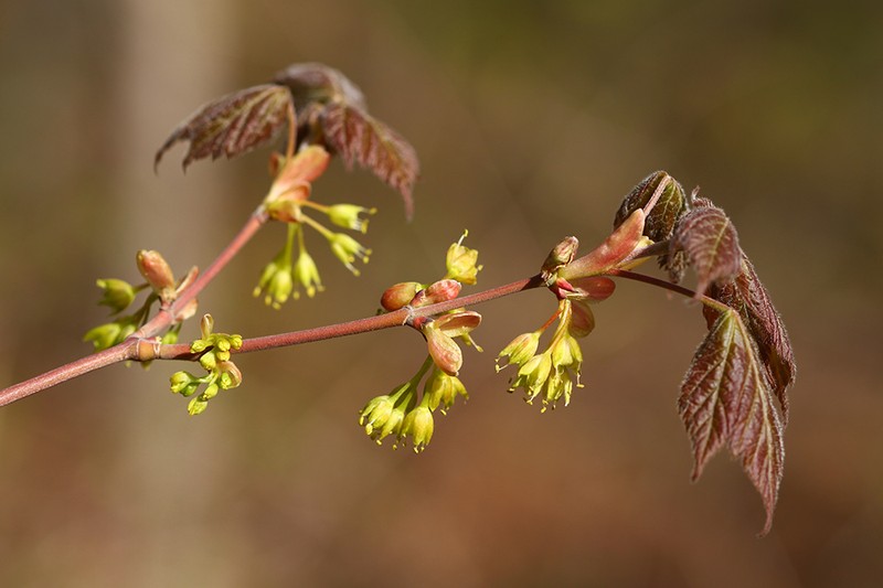 Acer barbinerve photo 2